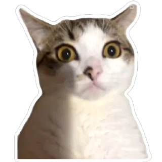 😳 emoji муся і пуся Telegram sticker 1 of 23