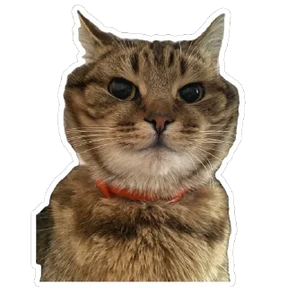 😠 emoji муся і пуся Telegram sticker 19 of 23