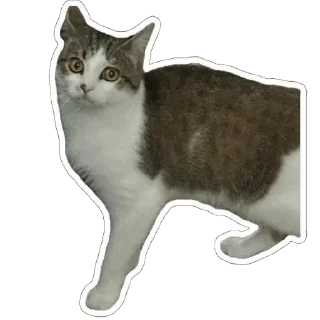 🫥 emoji муся і пуся Telegram sticker 23 of 23