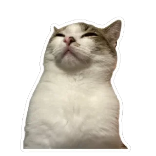 😑 emoji муся і пуся Telegram sticker 9 of 23