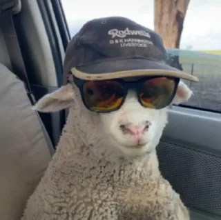 Sticker from sheep🐑
