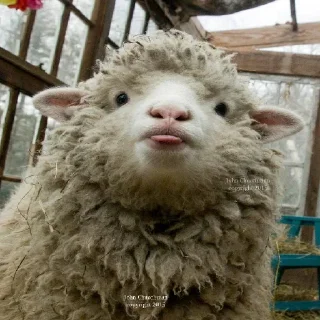 Sticker from sheep🐑