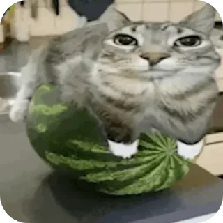 🐱 emoji YA IH SHAS SYEM — @stckrRobot Telegram sticker 16 of 120