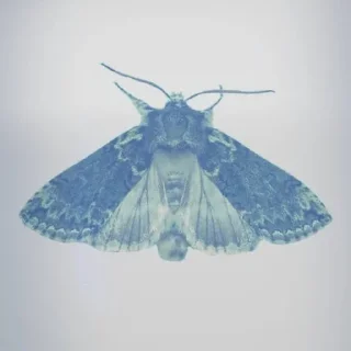 Sticker from Sᴜsɪᴇ ᴄᴀᴍᴘʙᴇʟʟ Ɪᴄᴏɴ
