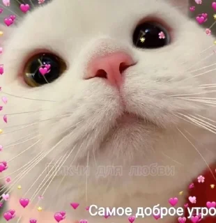 Sticker from Пикчи для любви ❤️‍🔥