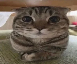 😸 emoji Артхаус by @drtyop Telegram sticker 17 of 65