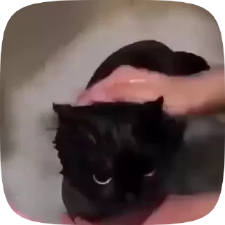 Sticker from kittens