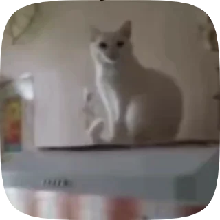 Sticker from kittens