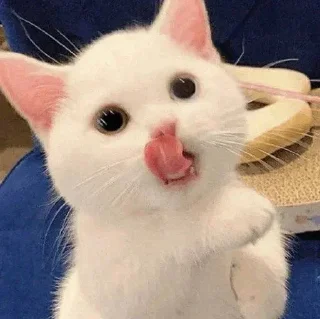 Sticker from котики