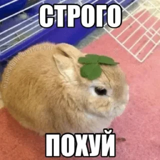 🌟 emoji клолики Telegram sticker 6 of 62