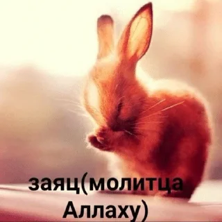 🌟 emoji клолики Telegram sticker 12 of 62