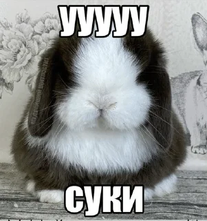 клолики sticker 2