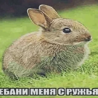 🌟 emoji клолики Telegram sticker 13 of 62