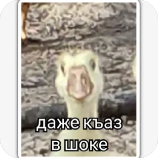 🫥 emoji Солтан жи есть🥵🥵 ➡️ @Ctikerubot Telegram sticker 24 of 74