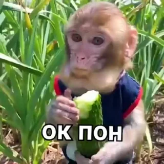🐒 emoji Солтан жи есть🥵🥵 ➡️ @Ctikerubot Telegram sticker 8 of 74
