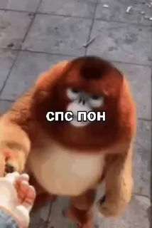 🐒 emoji Солтан жи есть🥵🥵 ➡️ @Ctikerubot Telegram sticker 18 of 74