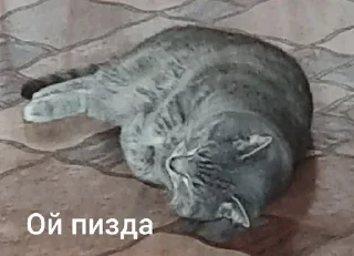 Sticker from Ку-ку ёпта