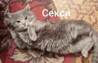 Sticker from Ку-ку ёпта