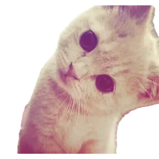 Sticker from aman's