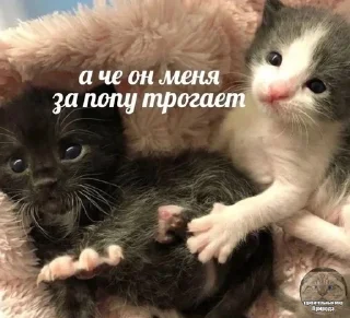 Sticker from #ячмо