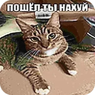 🐱 emoji Stikers By Glebbb4ik Telegram sticker 19 of 45