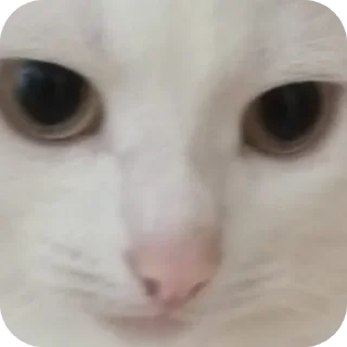 🐱 emoji Ми? @Stikerhi_bot Telegram sticker 14 of 85