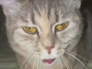 Sticker from Котики
