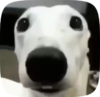 😱 emoji ИГРА С ИБРАГИМОМ pack by @QuotLyBot Telegram sticker 6 of 35