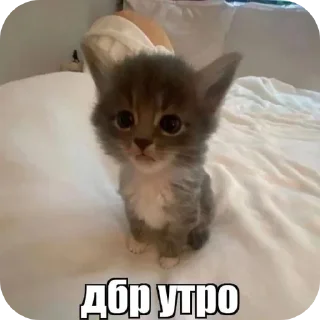 Sticker from Стикерпак котиков @mycozylittlecorner