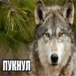 Sticker from От модеров для @alisherhateu
