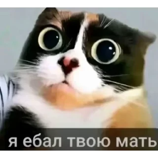 🥹 emoji лоля кор Telegram sticker 13 of 53