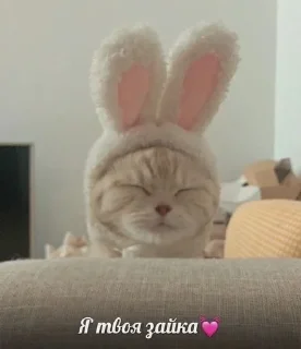 Милашки 🥺 sticker 1