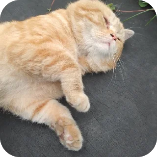 🐱 emoji Мой любимый ➡️ @Ctikerubot Telegram sticker 10 of 11