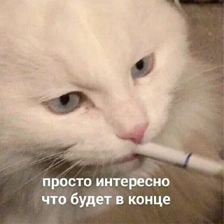 🌟 emoji Werrrr, мой тгк бмсам Telegram sticker 21 of 61