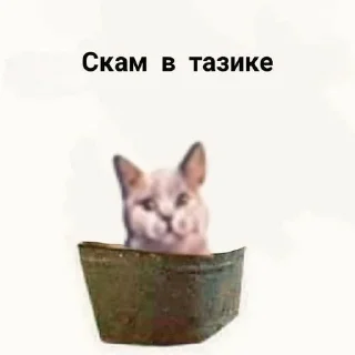 😸 emoji Каталог Манделы Telegram sticker 12 of 120