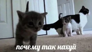 Sticker from котейки