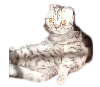 Sticker from Кот-мемчик