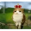 🌟 emoji Котосова Telegram sticker 8 of 25