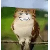 🌟 emoji Котосова Telegram sticker 13 of 25