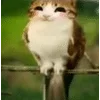 🌟 emoji Котосова Telegram sticker 9 of 25