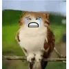 🌟 emoji Котосова Telegram sticker 17 of 25