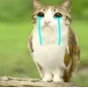 🌟 emoji Котосова Telegram sticker 18 of 25