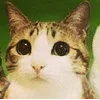 🌟 emoji Котосова Telegram sticker 24 of 25