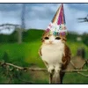 🌟 emoji Котосова Telegram sticker 20 of 25