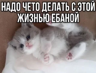 Sticker from котеки