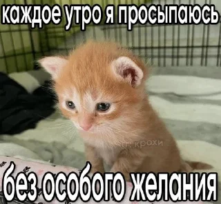 Sticker from котеки