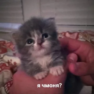⛓️ emoji я ебал, меня сосали Telegram sticker 5 of 72