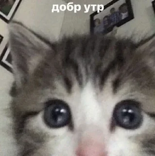 ⛓️ emoji я ебал, меня сосали Telegram sticker 18 of 72
