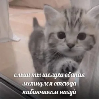 ⛓️ emoji я ебал, меня сосали Telegram sticker 12 of 72