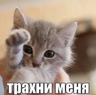 ⛓️ emoji я ебал, меня сосали Telegram sticker 13 of 72